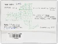 Erysiphe necator image