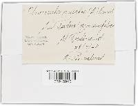 Erysiphe necator image