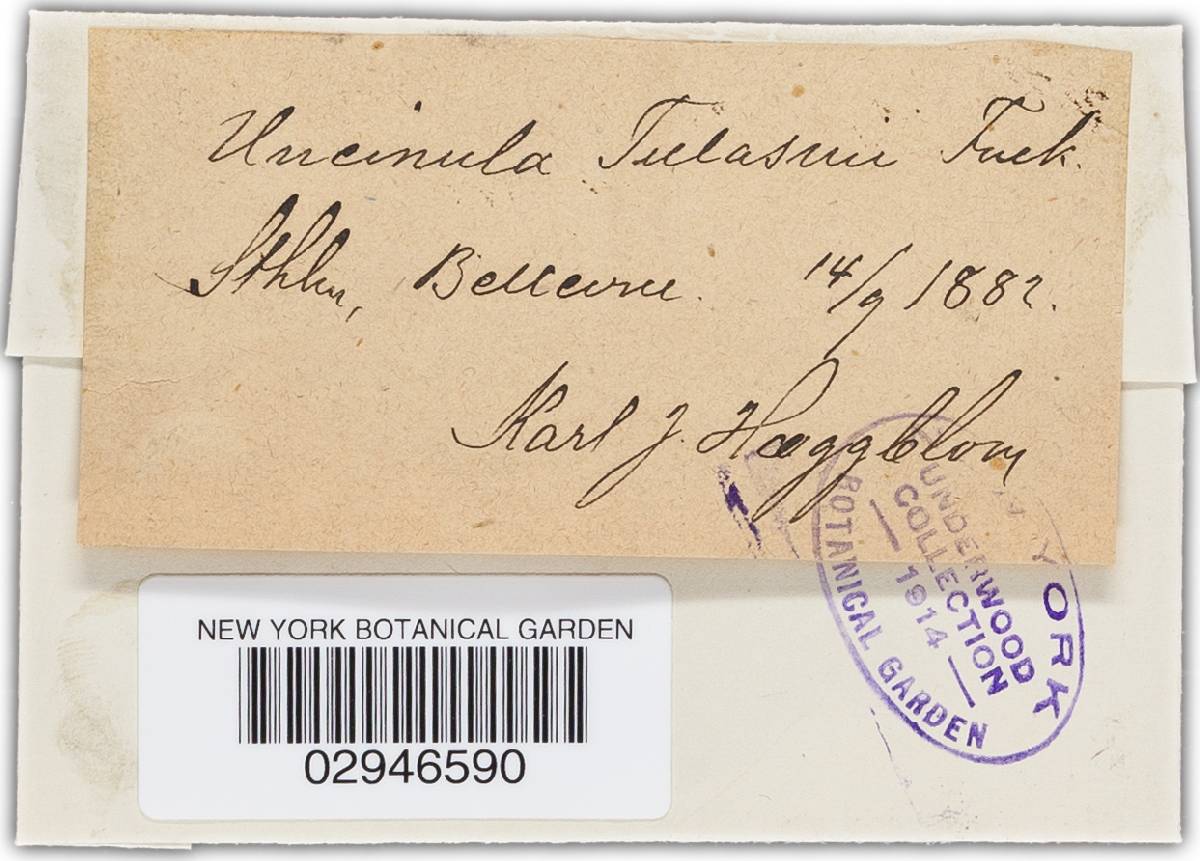 Sawadaea tulasnei image