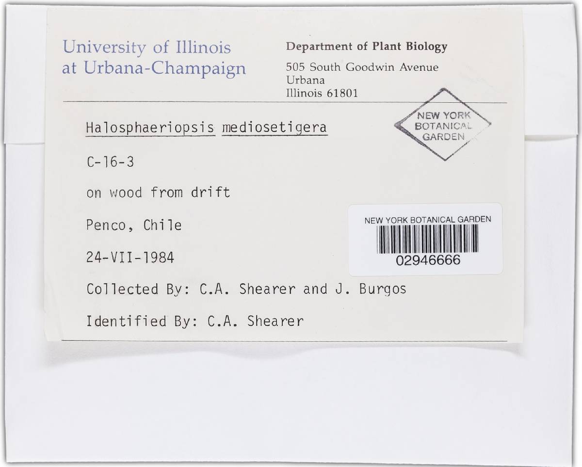 Halosphaeriopsis image