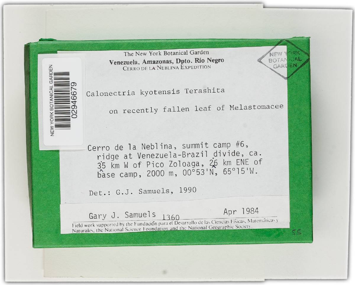 Calonectria kyotensis image