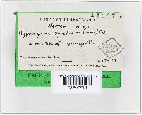 Hypomyces hyalinus image