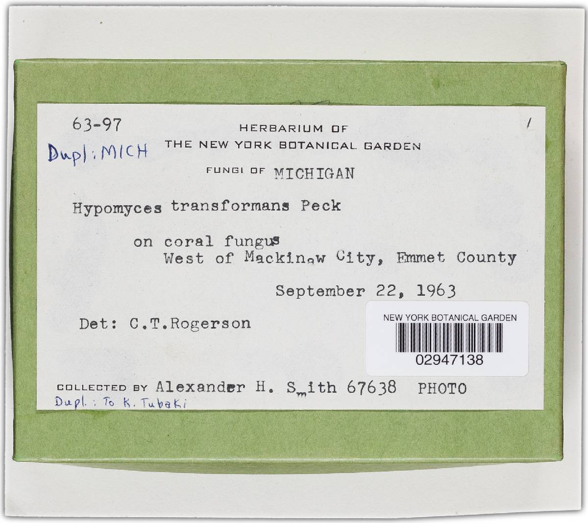 Hypomyces transformans image