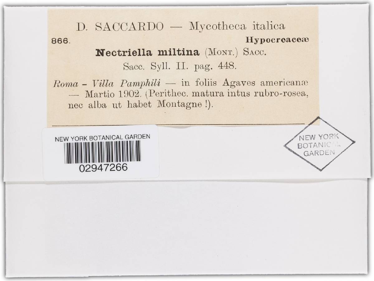 Allantonectria miltina image