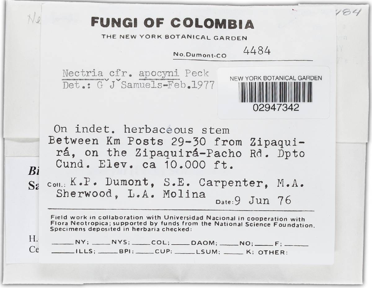 Bionectria apocyni image