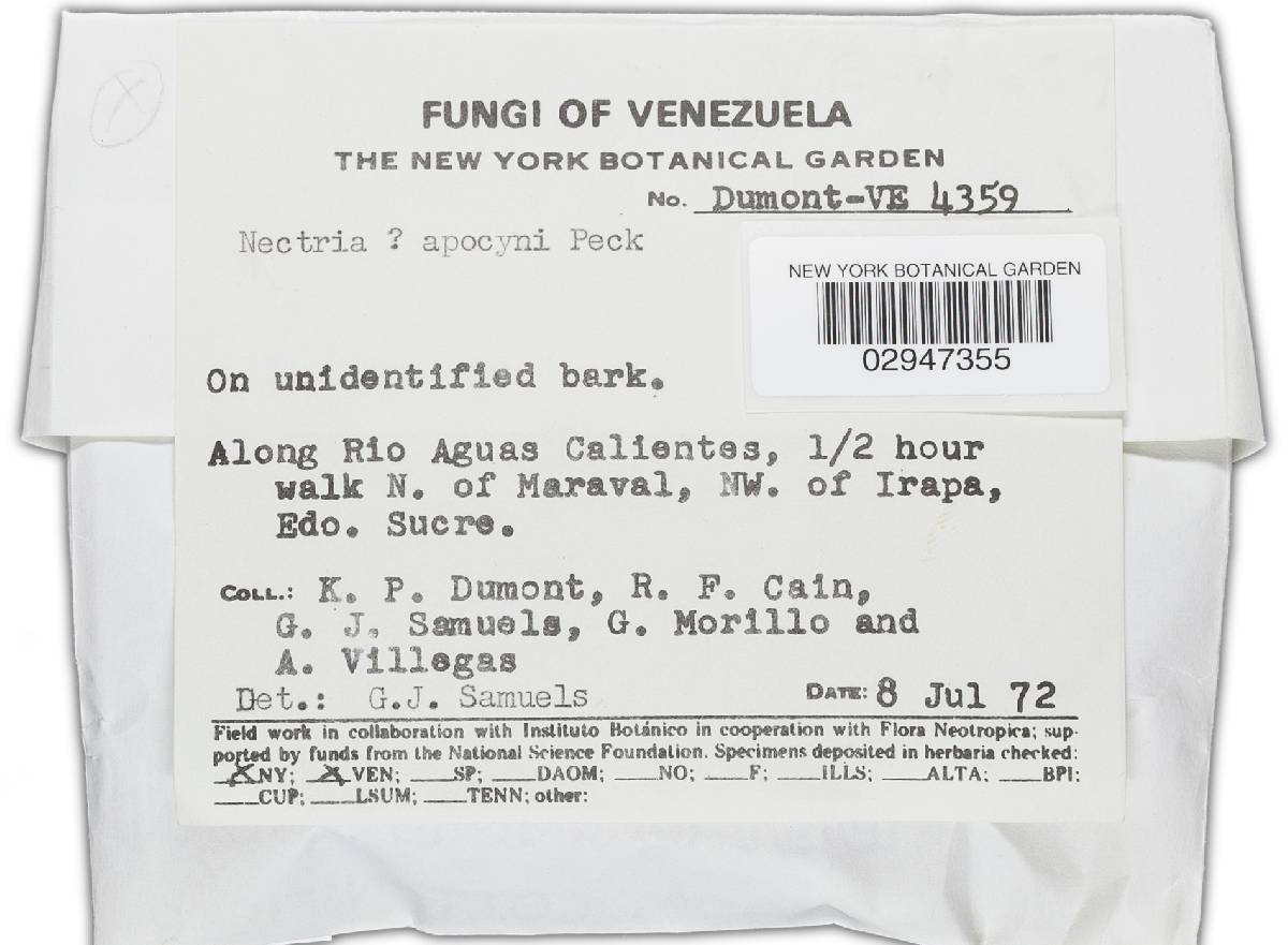 Bionectria apocyni image