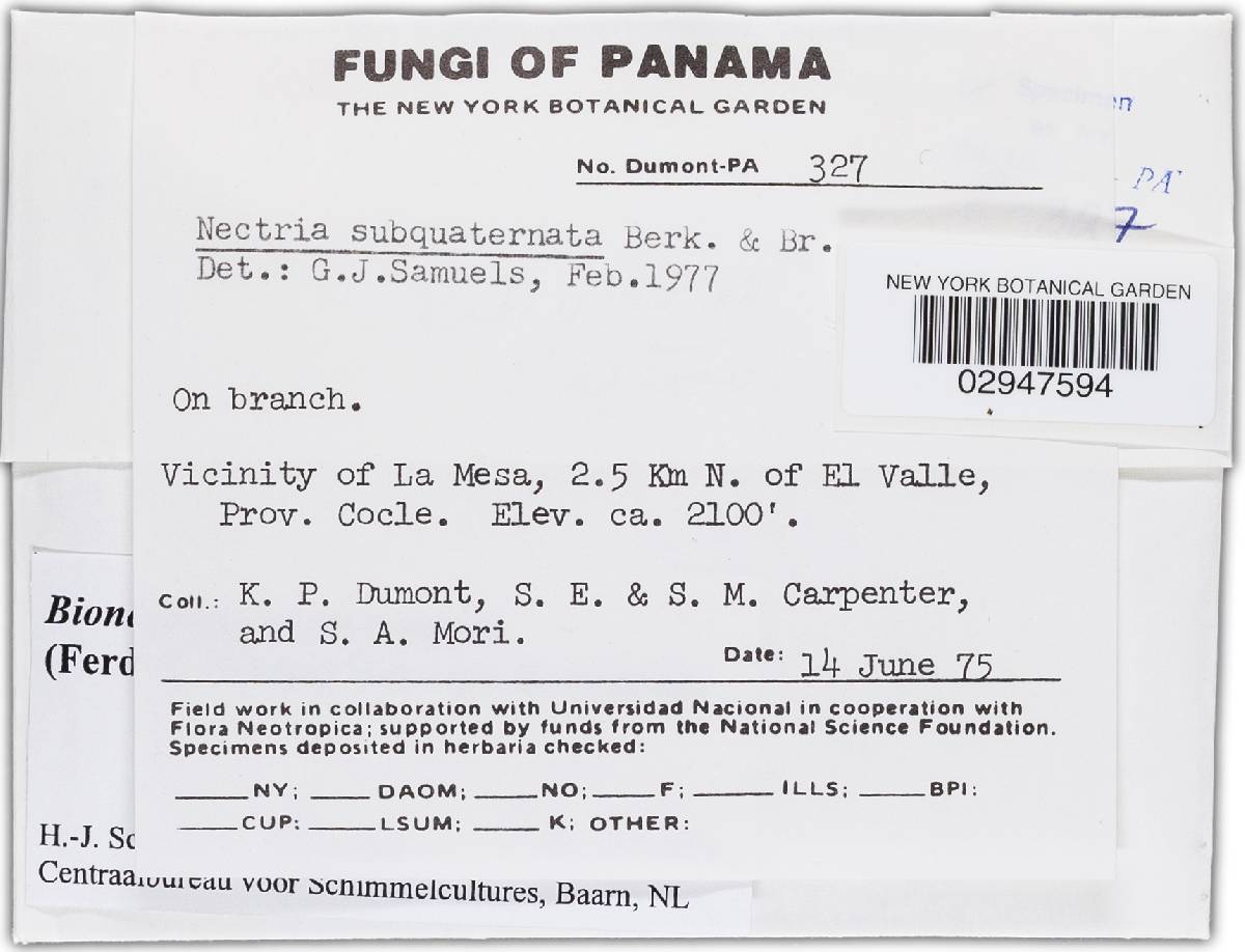 Bionectria grammicospora image