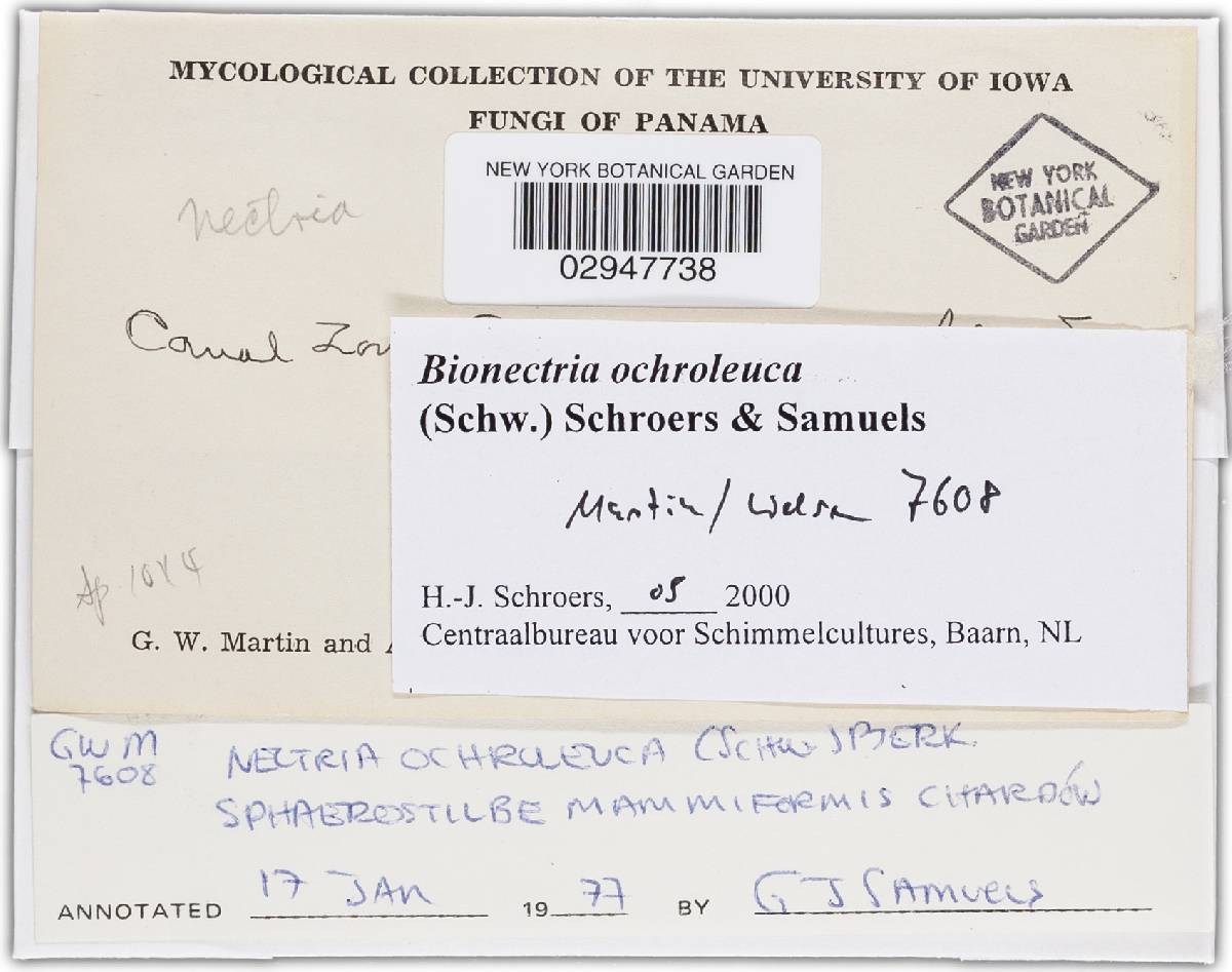 Bionectria ochroleuca image