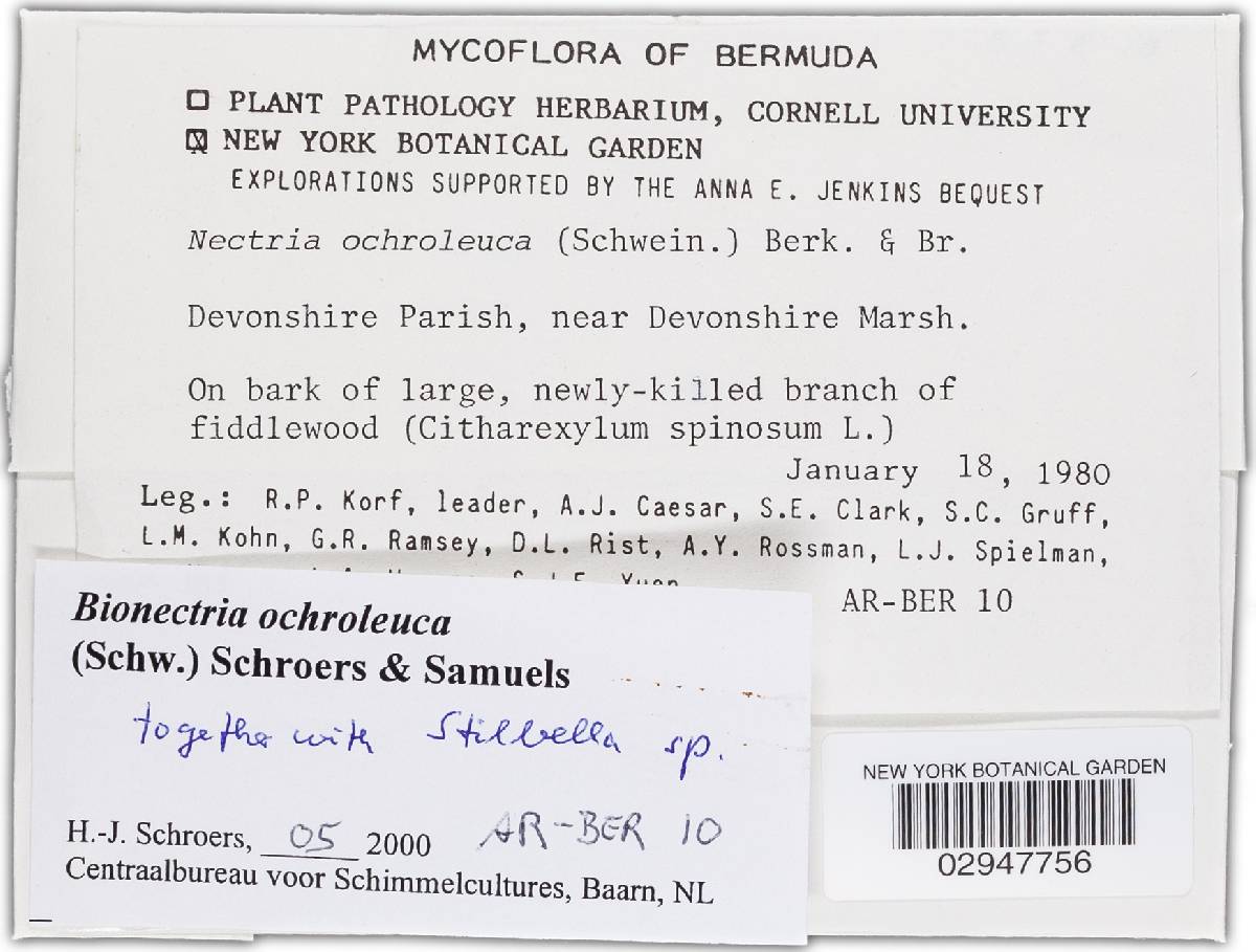 Bionectria ochroleuca image
