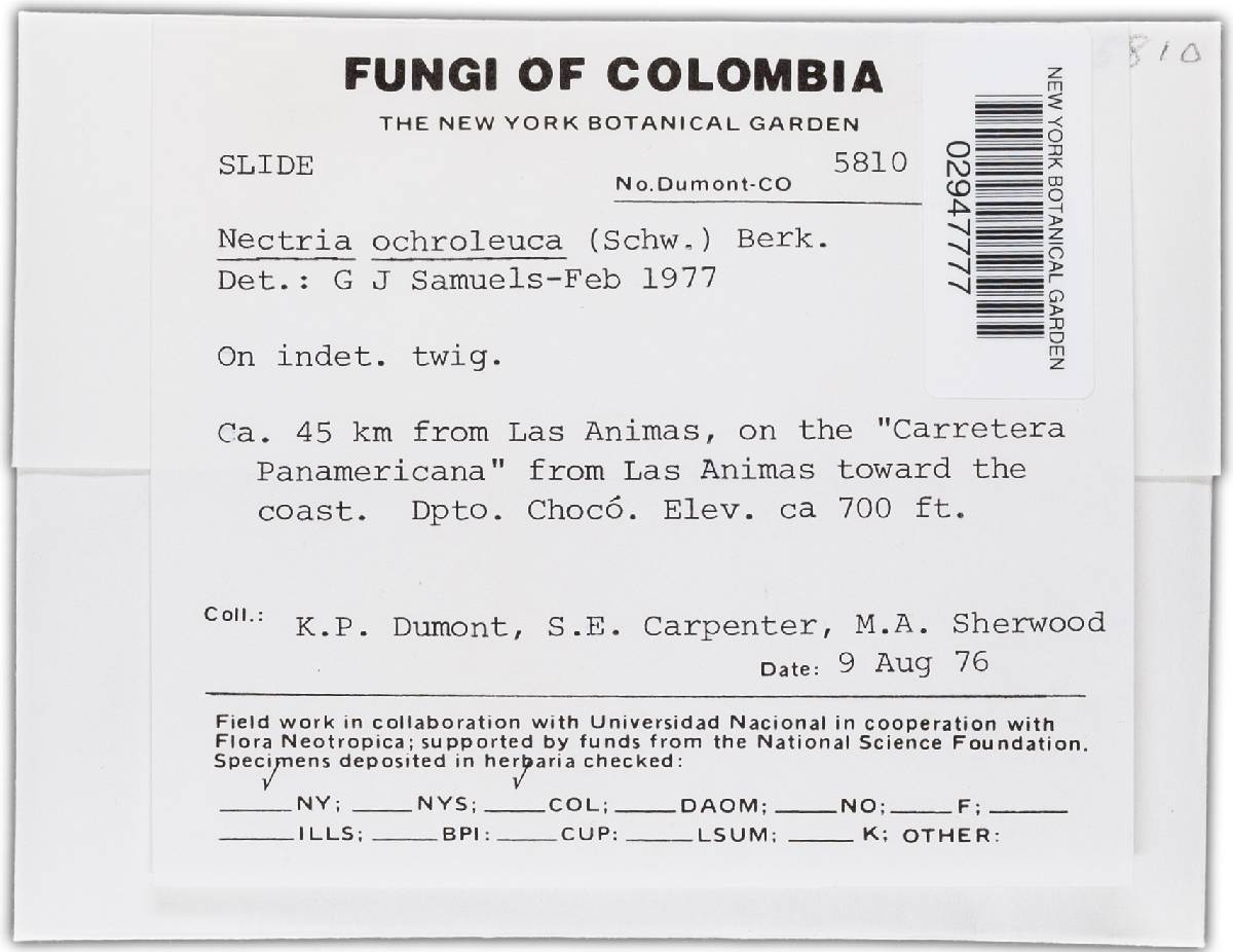 Bionectria ochroleuca image