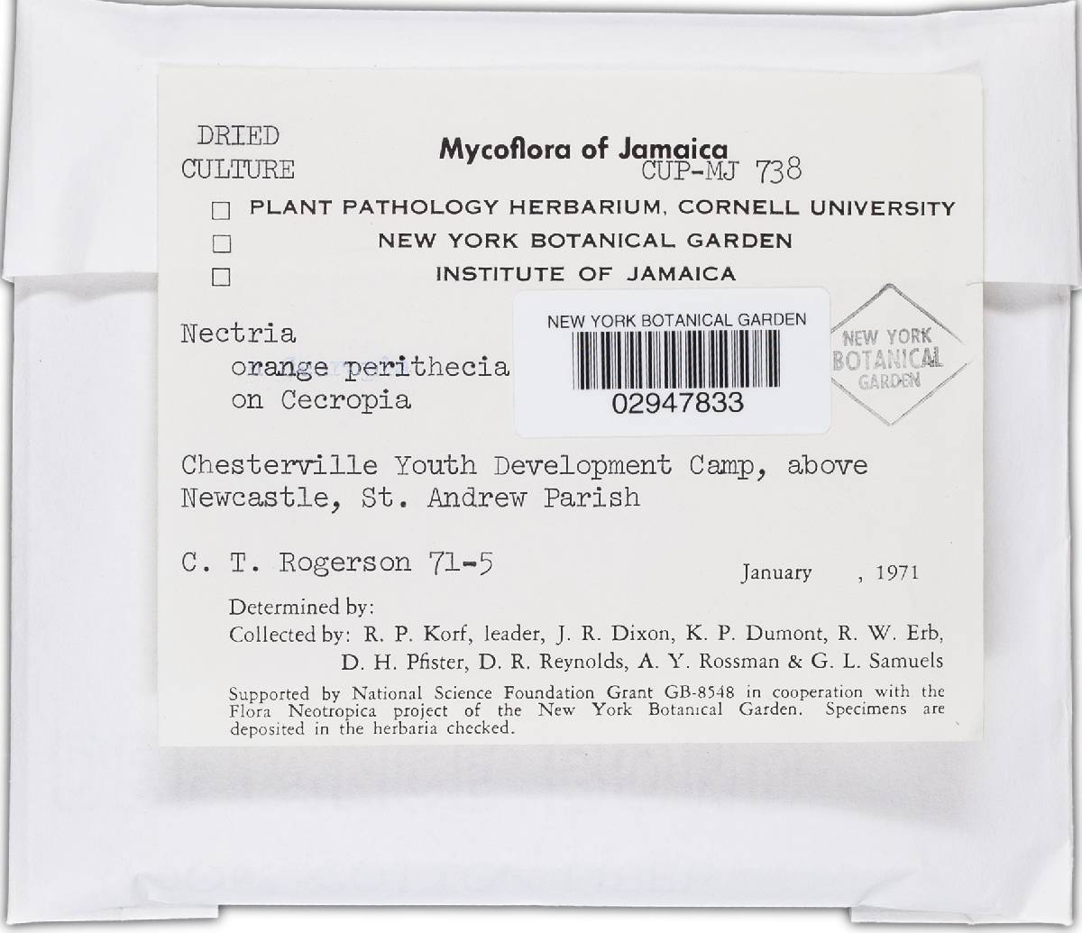 Bionectria ochroleuca image