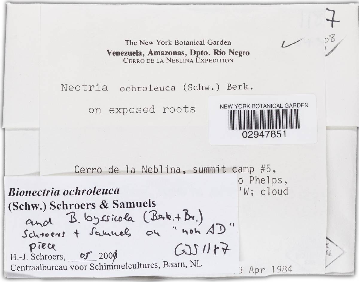 Bionectria ochroleuca image