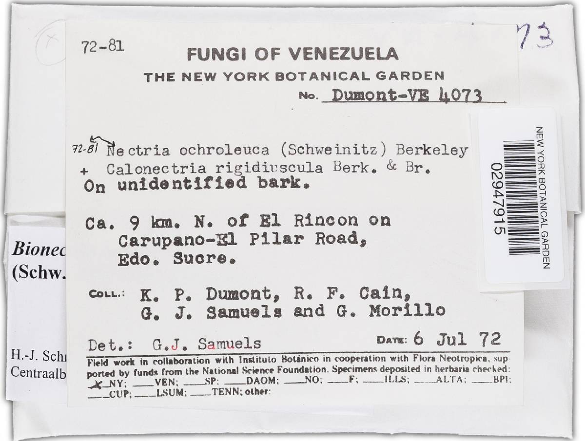 Bionectria ochroleuca image