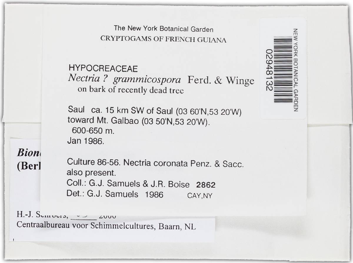 Bionectria subquaternata image