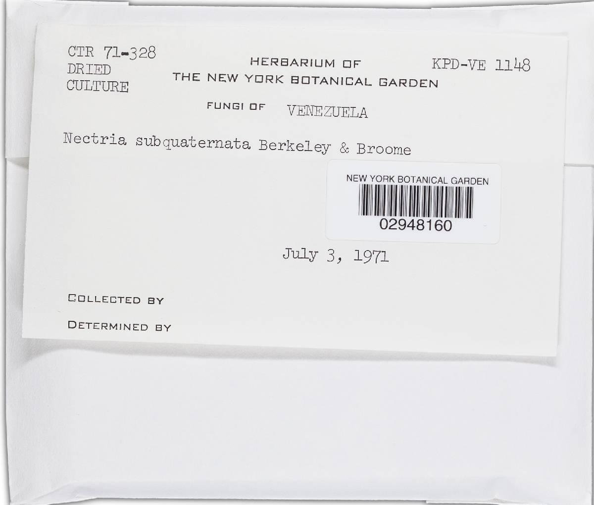 Bionectria subquaternata image