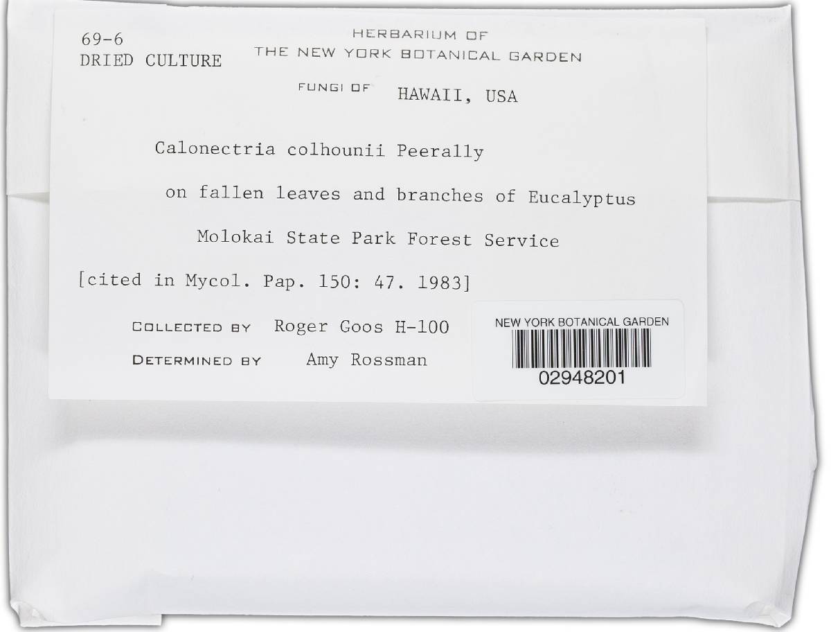 Calonectria colhounii image