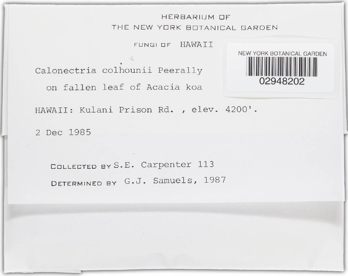 Calonectria colhounii image