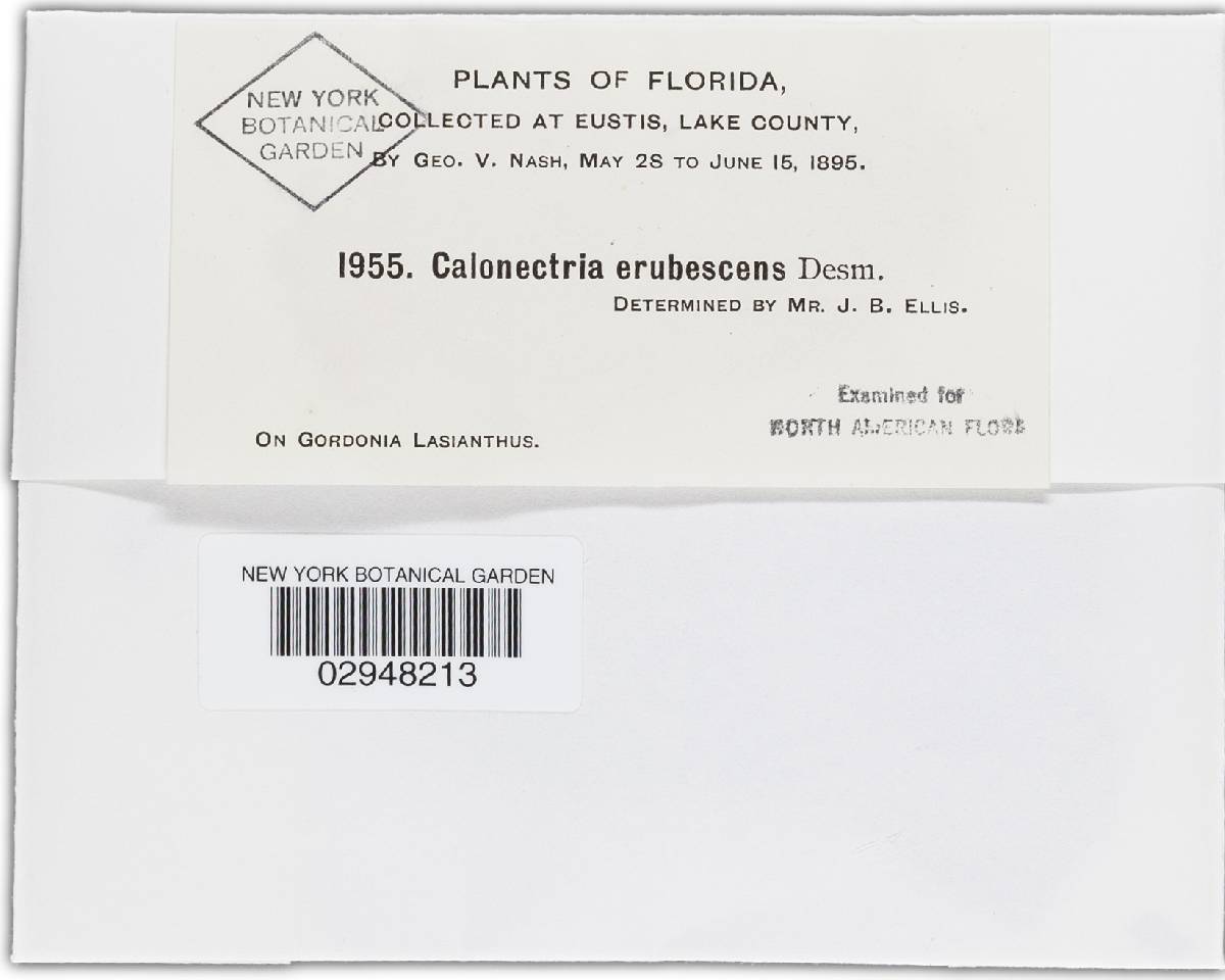 Hydropisphaera erubescens image