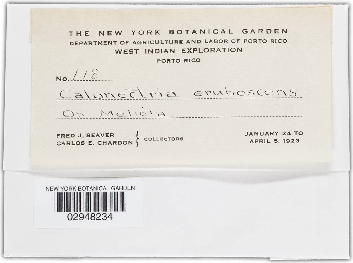 Hydropisphaera erubescens image