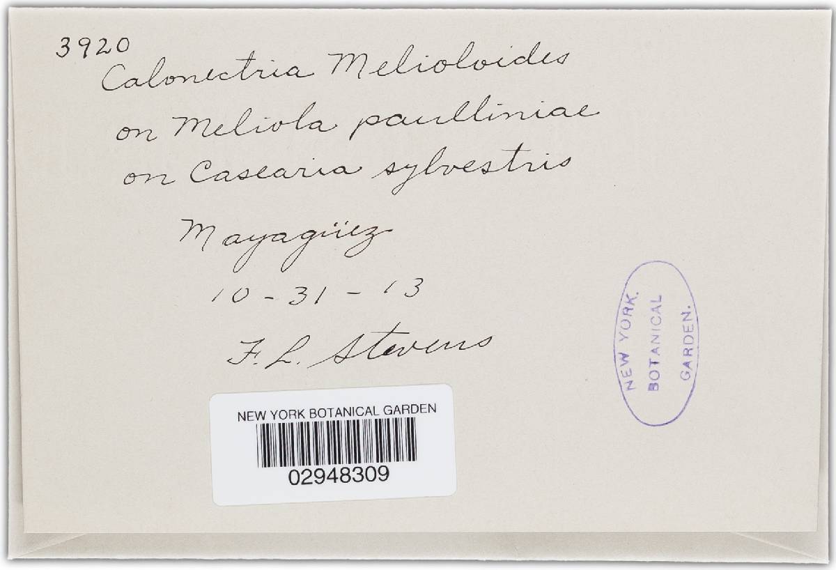 Calonectria melioloides image