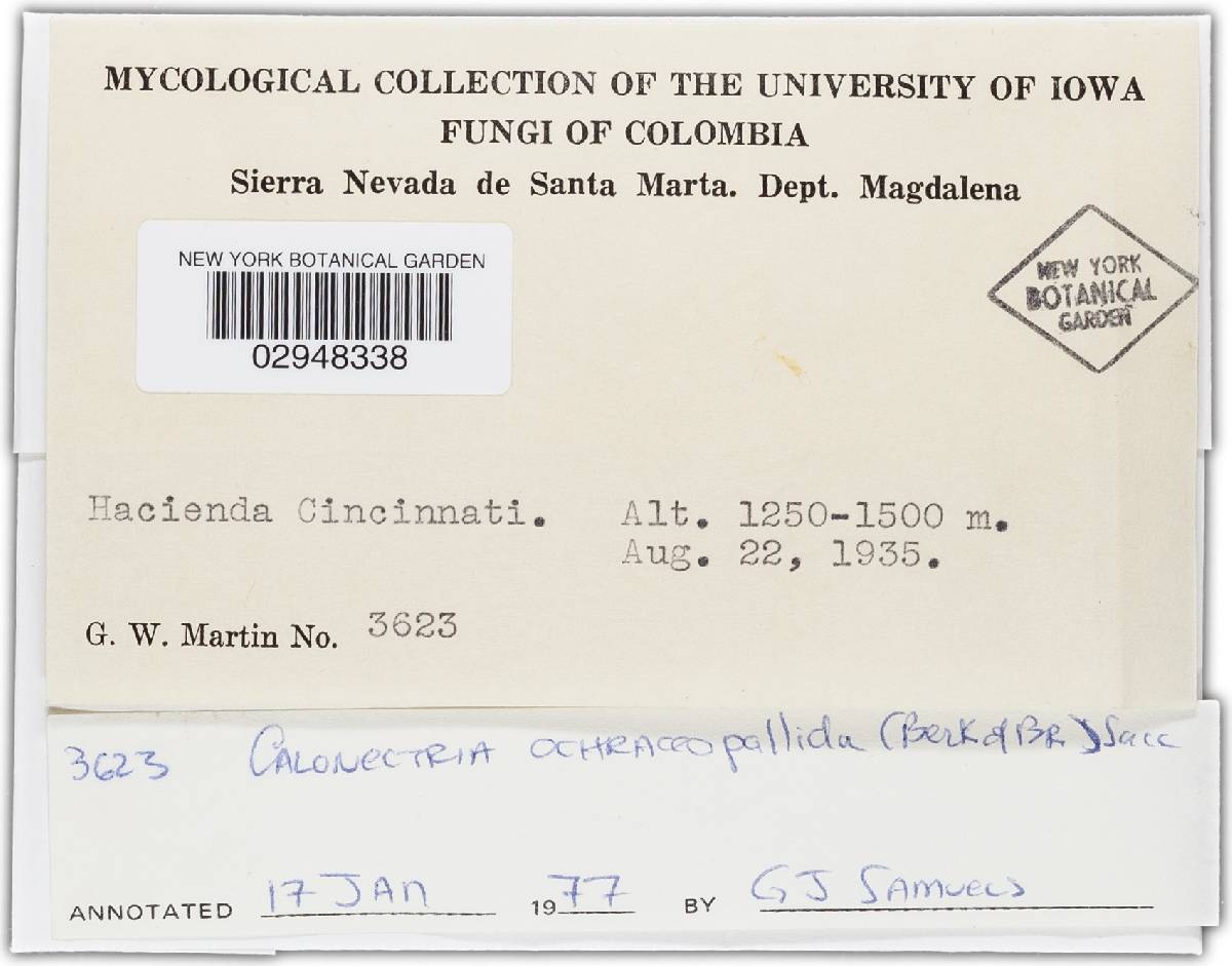 Nectria pseudopeziza image
