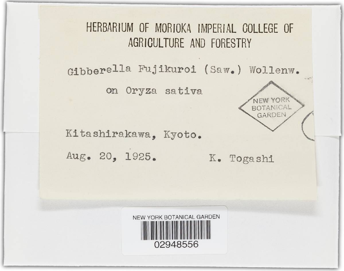 Fusarium fujikuroi image