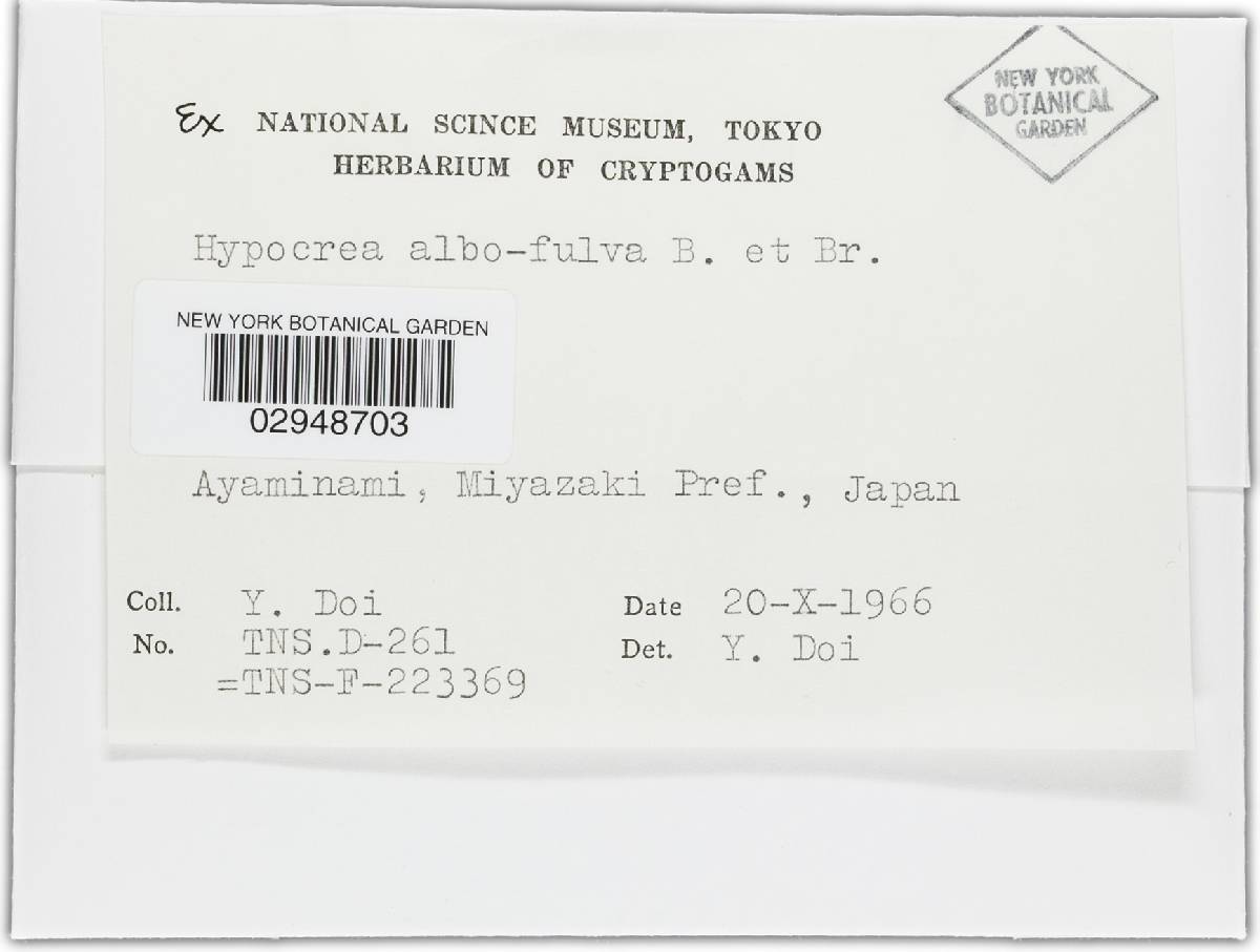 Hypocrea albofulva image