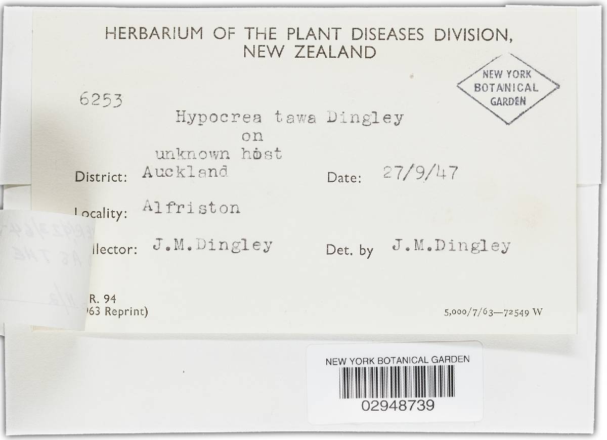 Hypocrea ascoboloides image