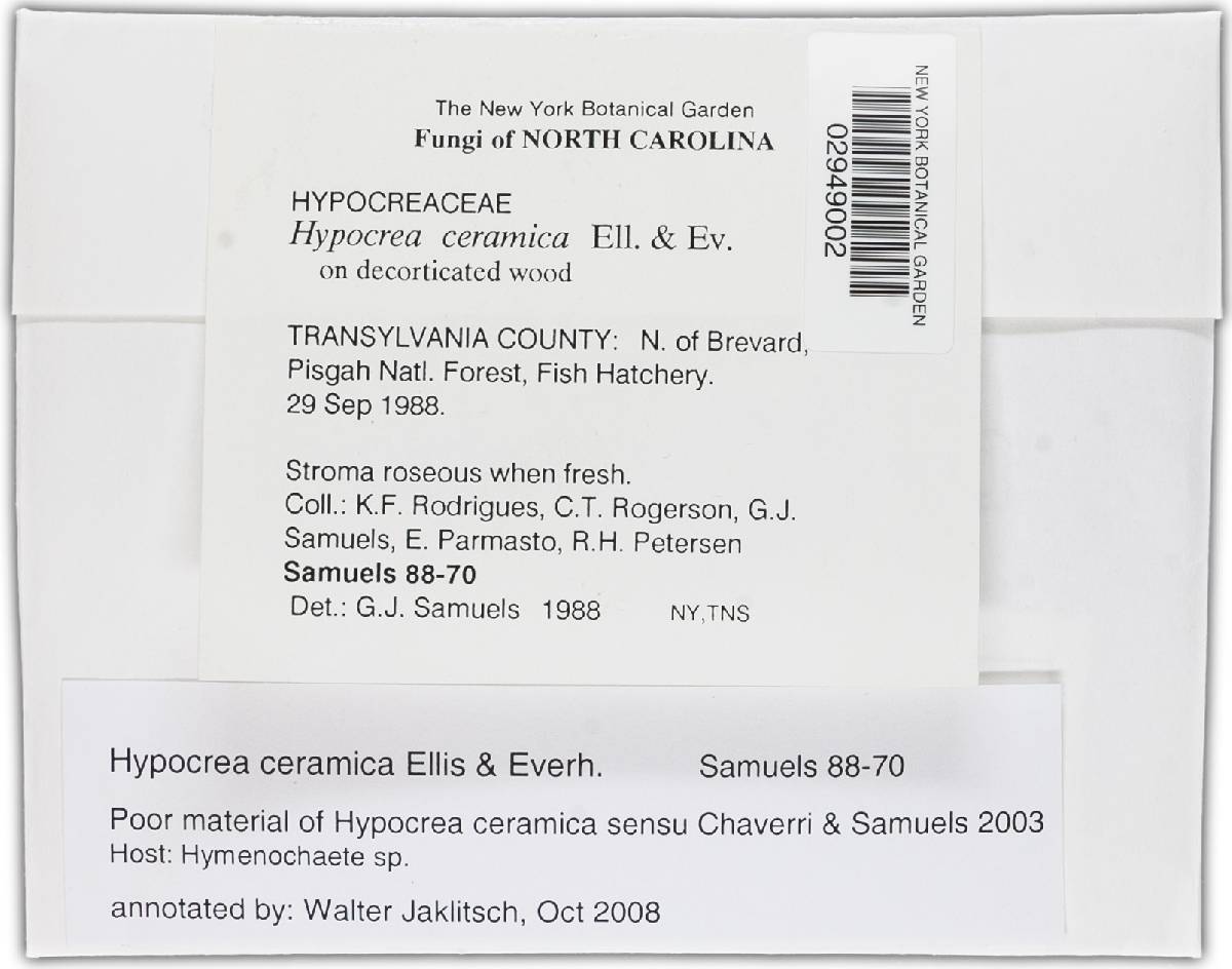 Hypocrea ceramica image
