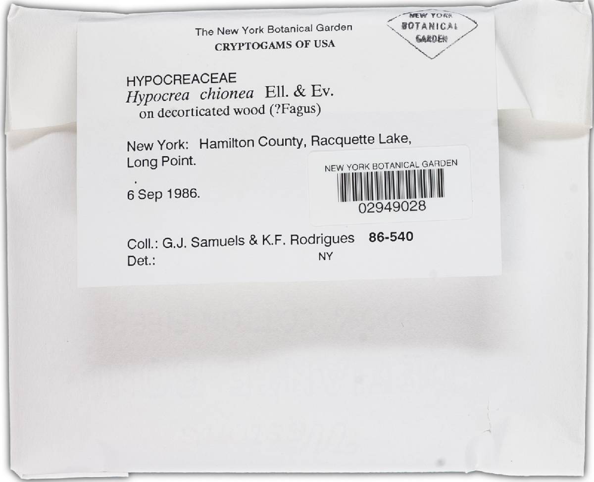 Hypocrea chionea image
