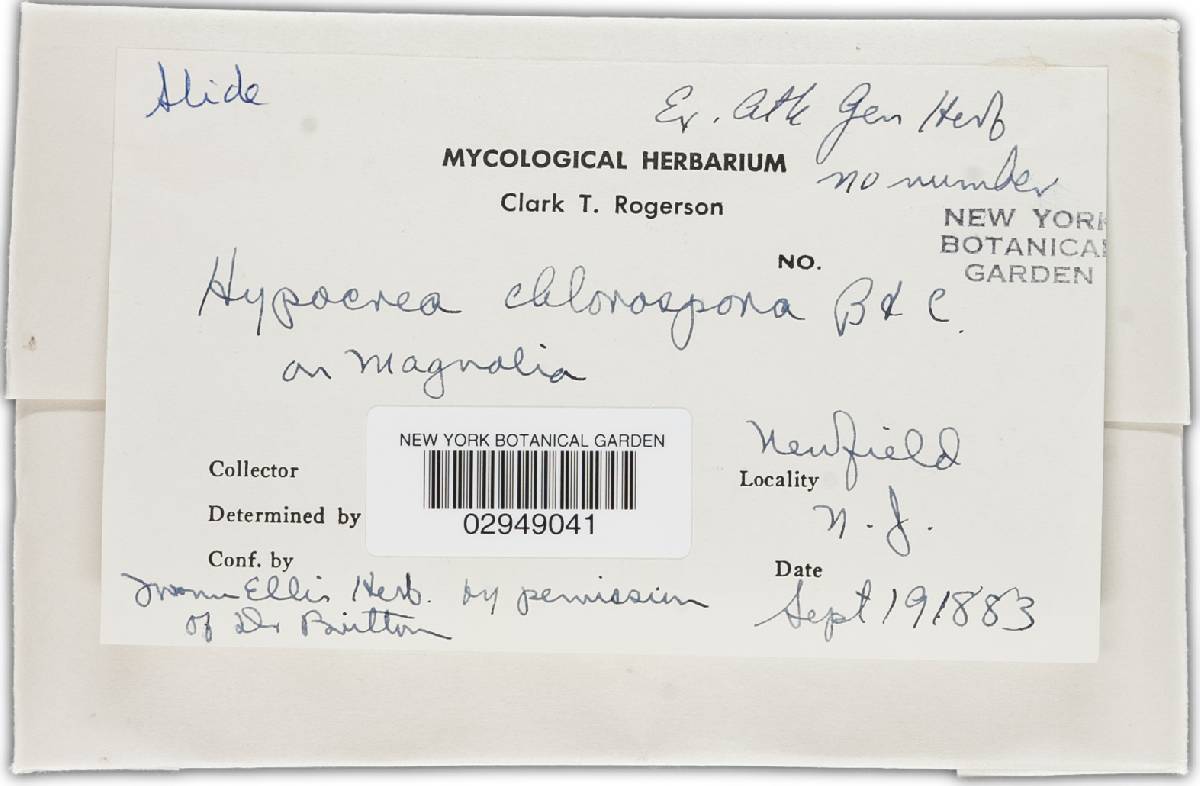 Hypocrea chlorospora image