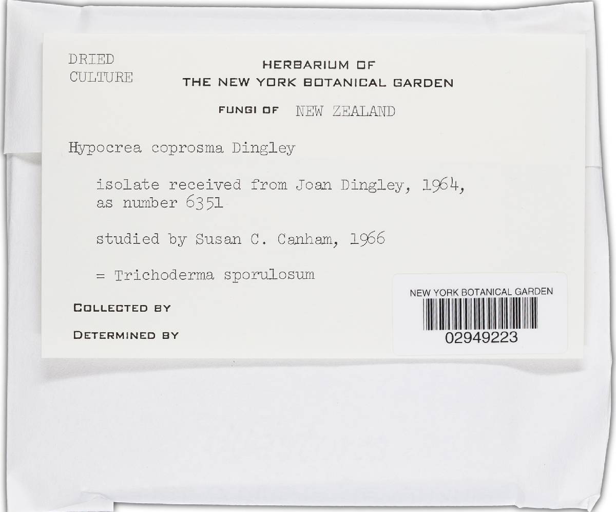 Hypocrea coprosma image