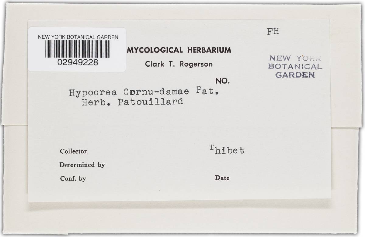 Hypocrea cornu-damae image