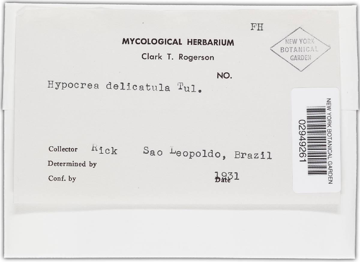 Hypocrea delicatula image