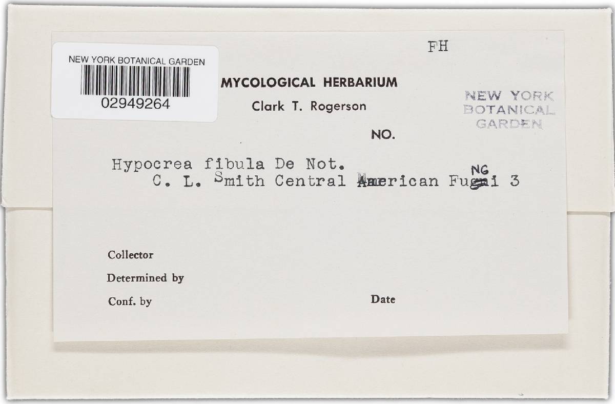 Hypocrea fibula image