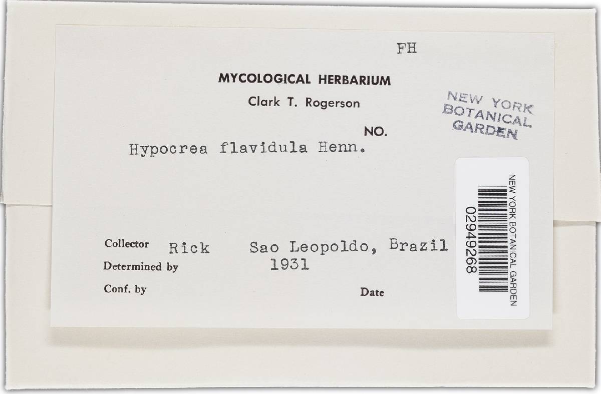 Hypocrea flavidula image