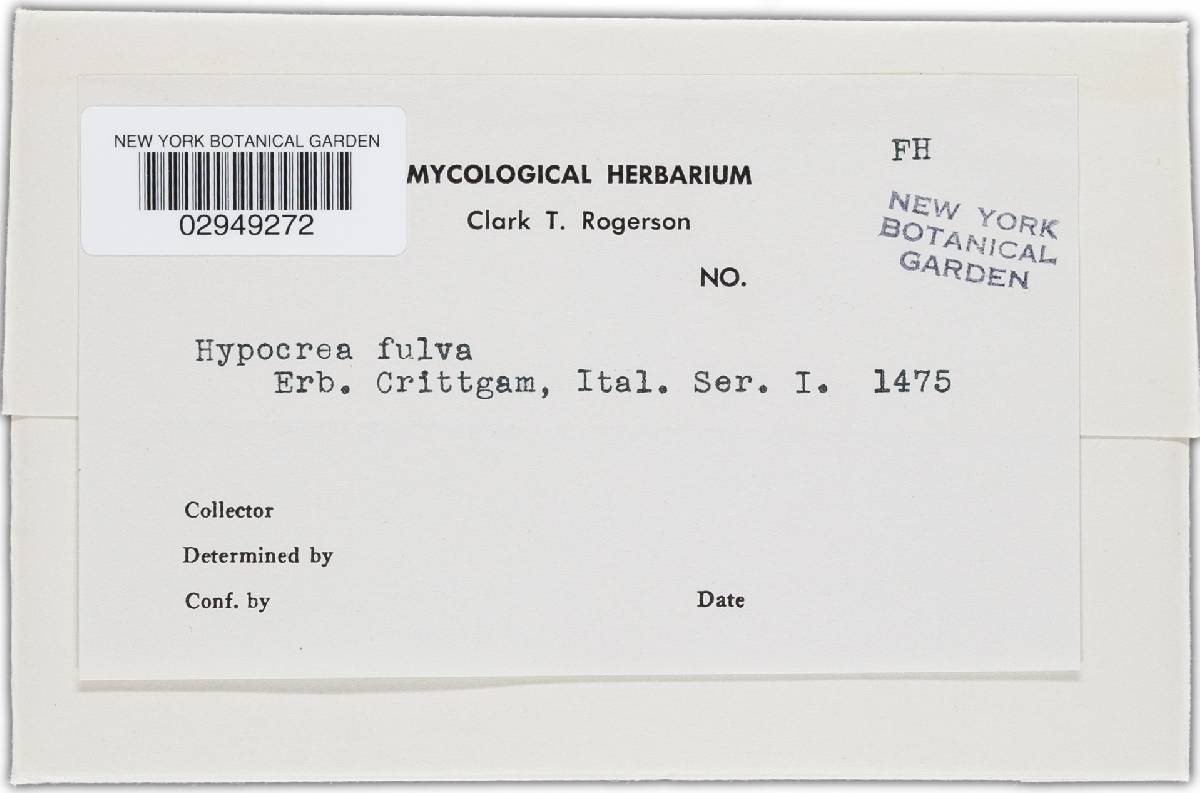 Polystigma fulvum image