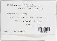 Hypocrea gelatinosa image