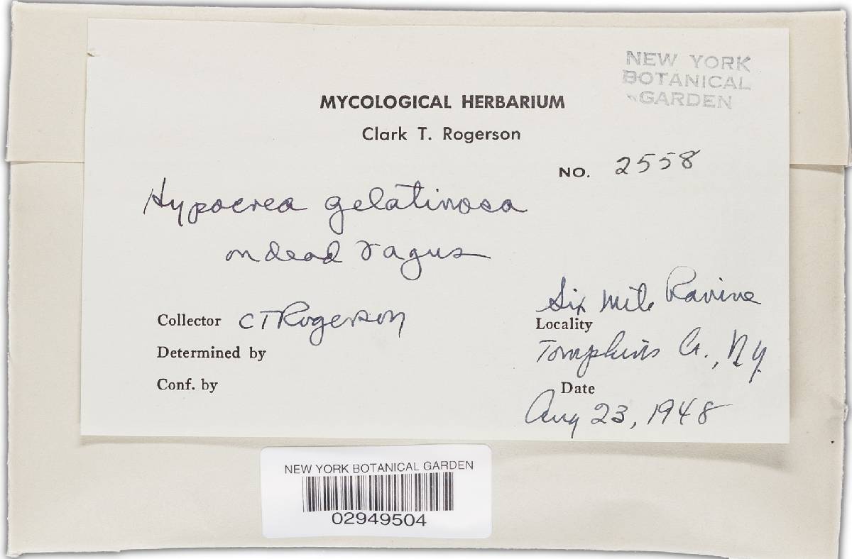Hypocrea gelatinosa image
