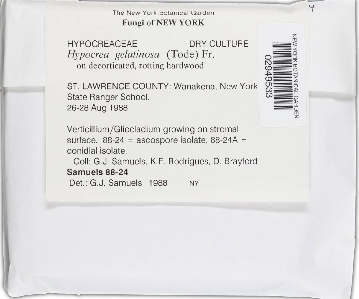 Hypocrea gelatinosa image