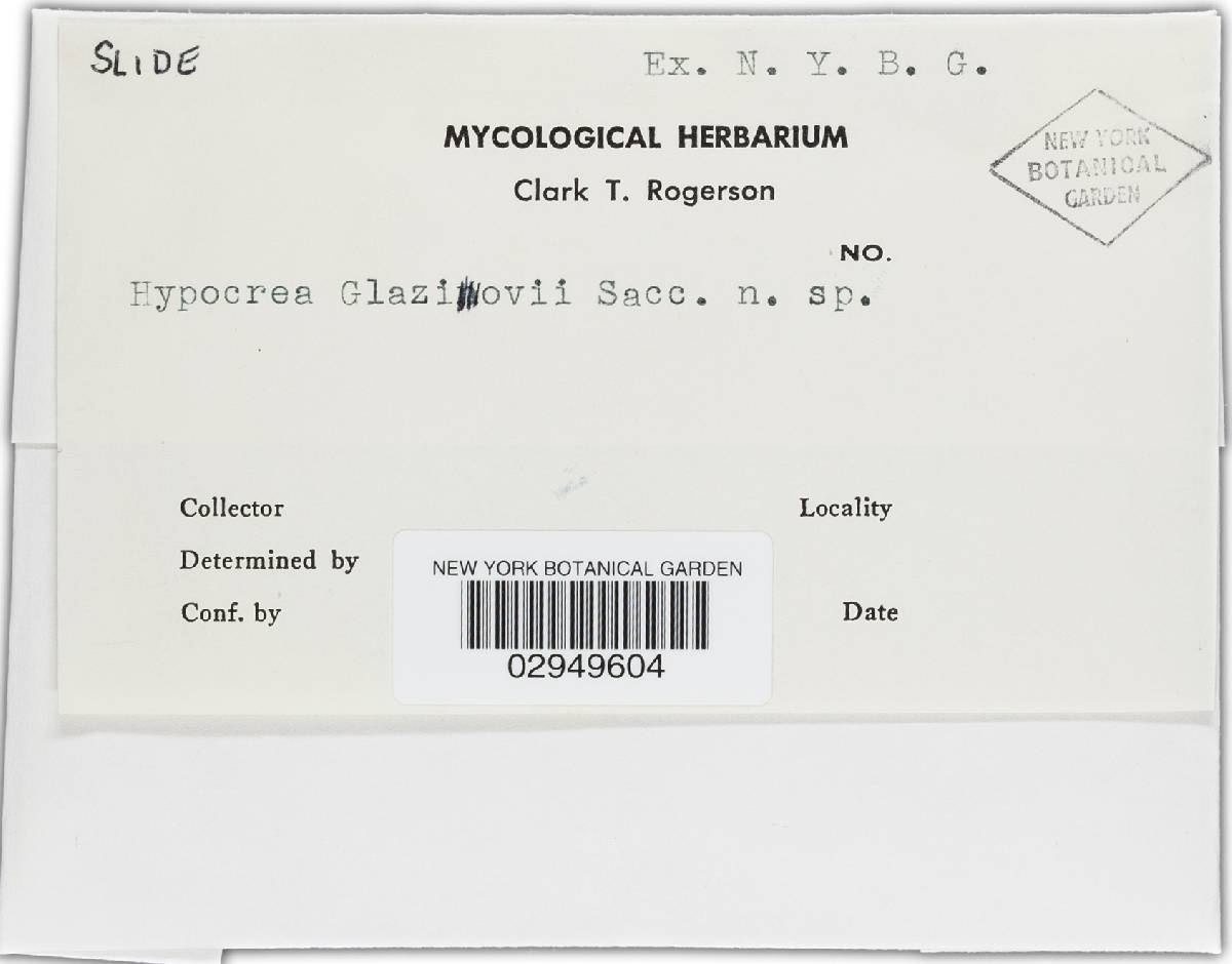 Hypocrea glaziovii image