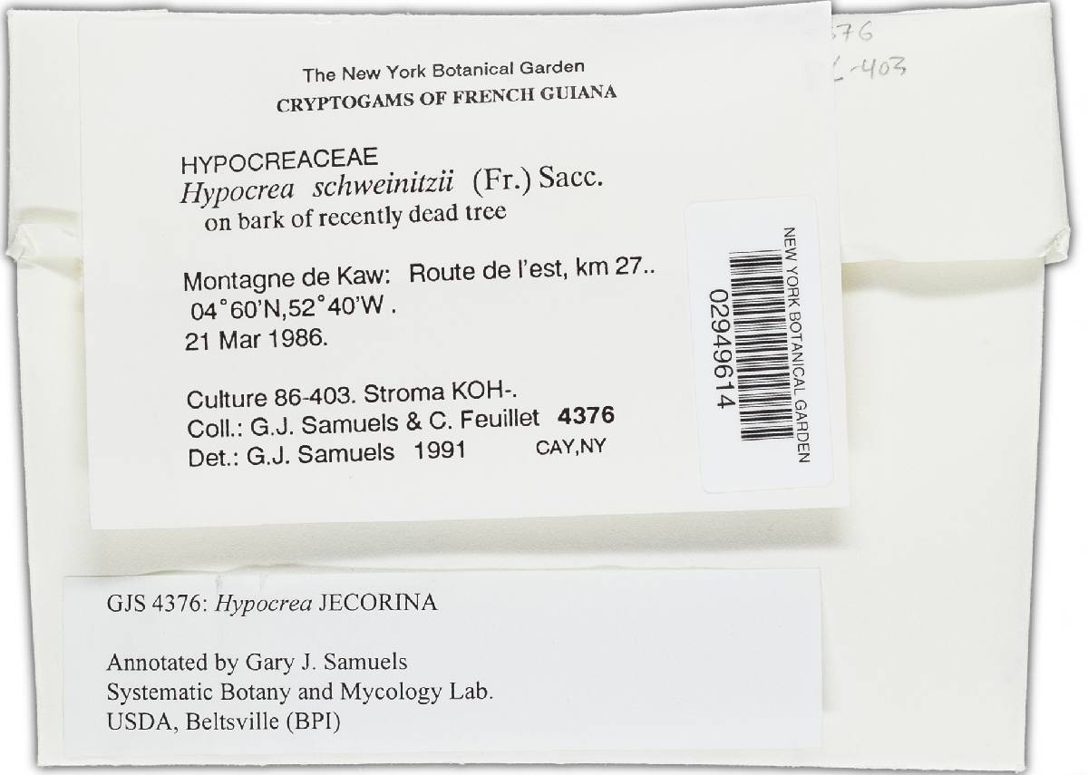Hypocrea jecorina image