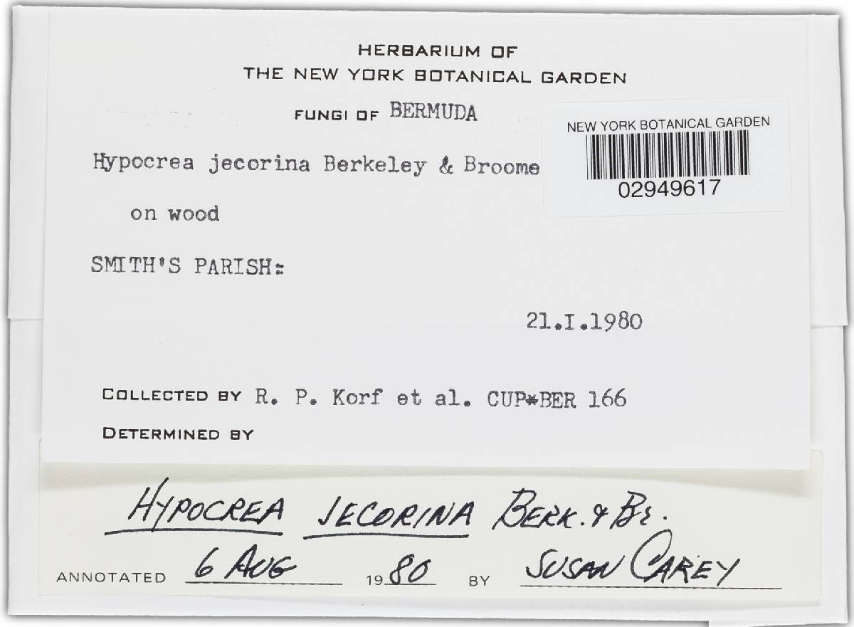 Hypocrea jecorina image