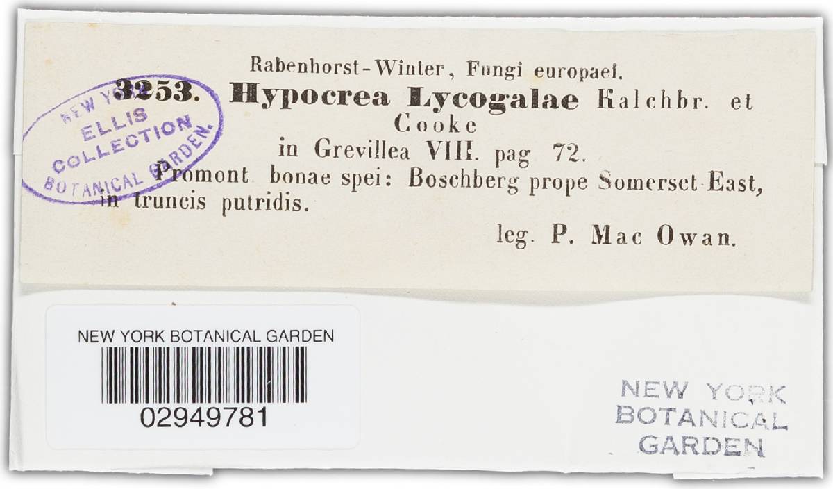 Hypocrea lycogalae image