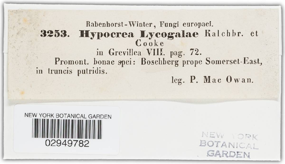 Hypocrea lycogalae image