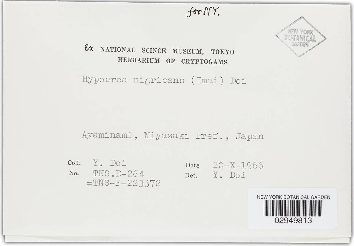 Hypocrea nigricans image