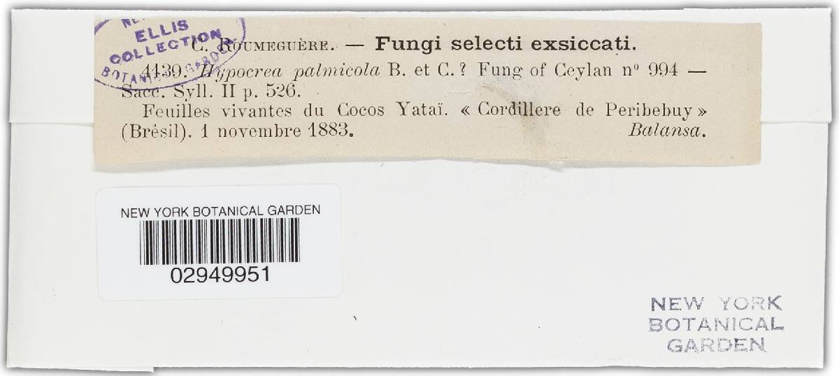 Hypocrea palmicola image