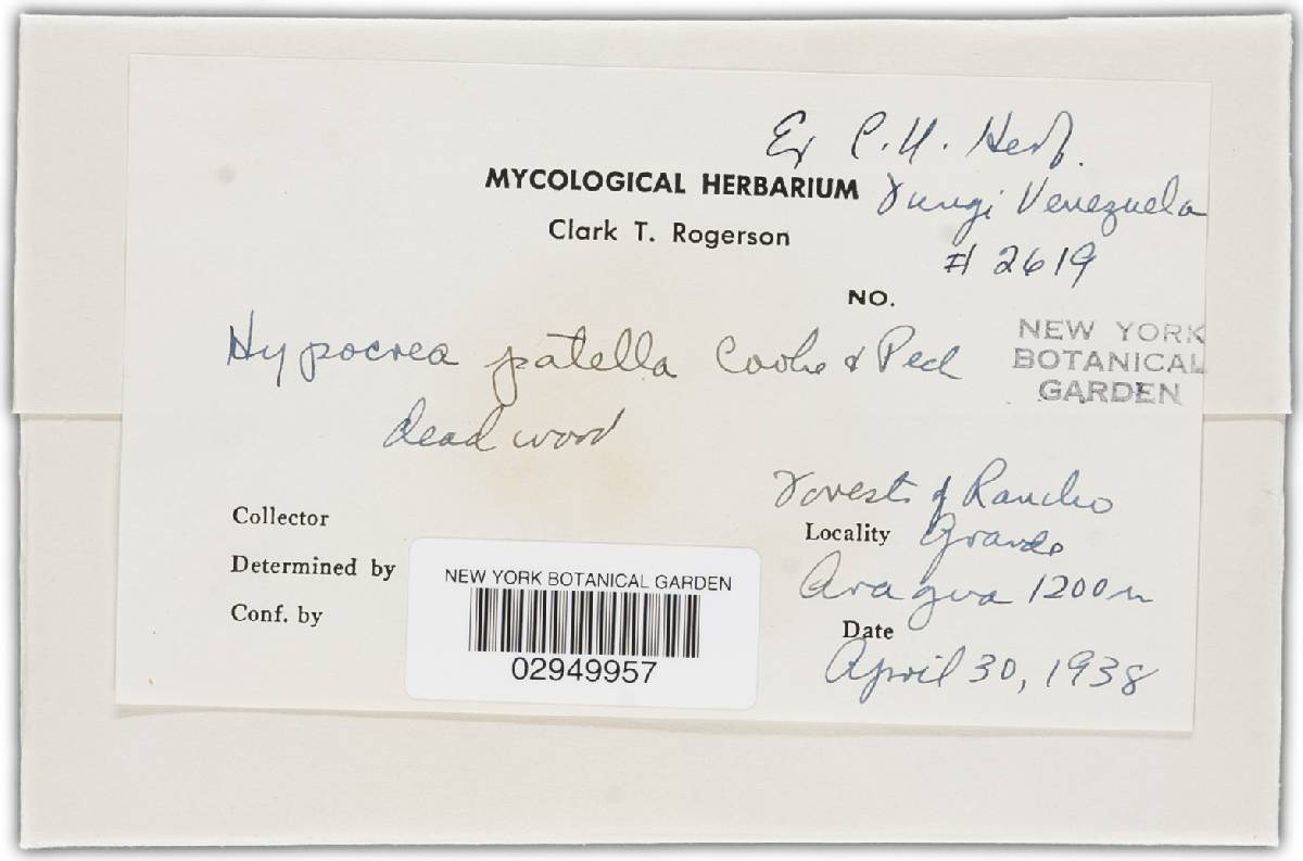 Hypocrea patella image