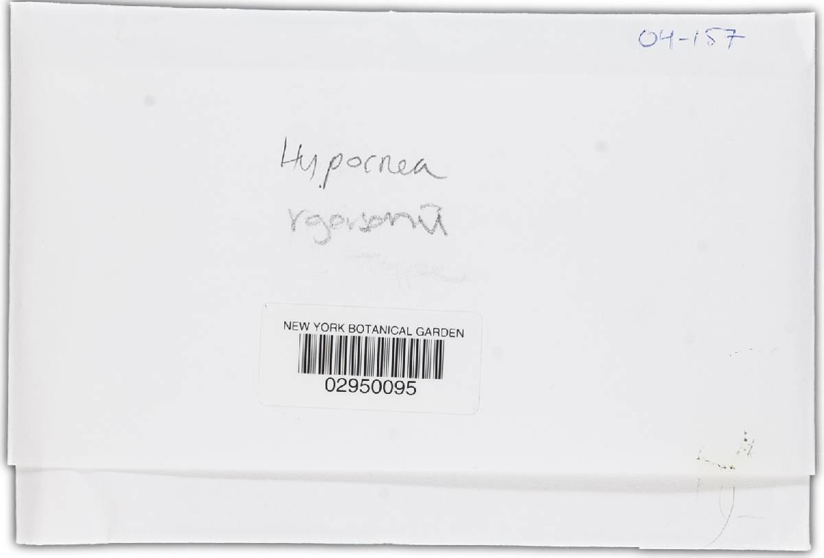 Hypocrea rogersonii image
