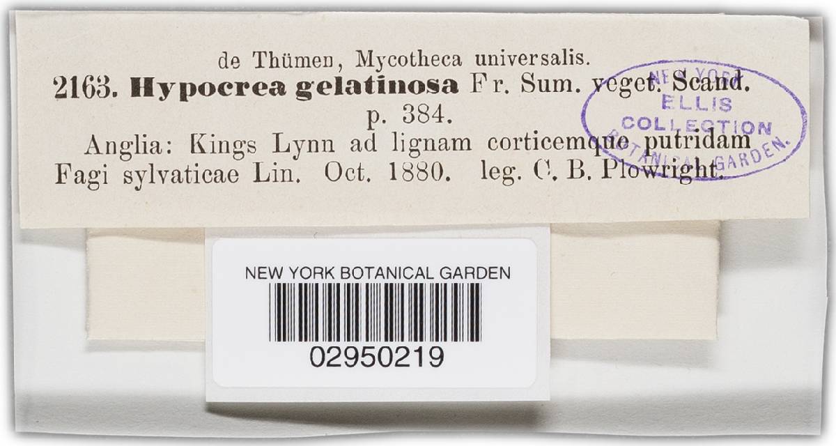 Hypocrea rufa image